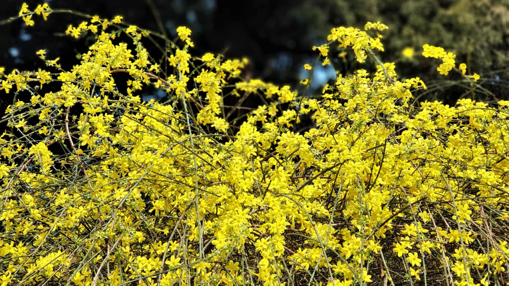 Der Winter-Jasmin begeistert als Hänge- und Kletterpflanze gleichermaßen 