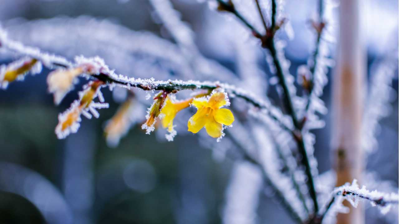 10 Winterblumen für eine Blütenpracht im Garten im Winter
