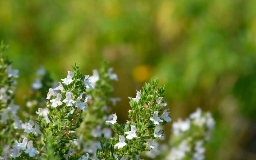 Bohnenkraut Blüte: Alles, was Sie damit machen können