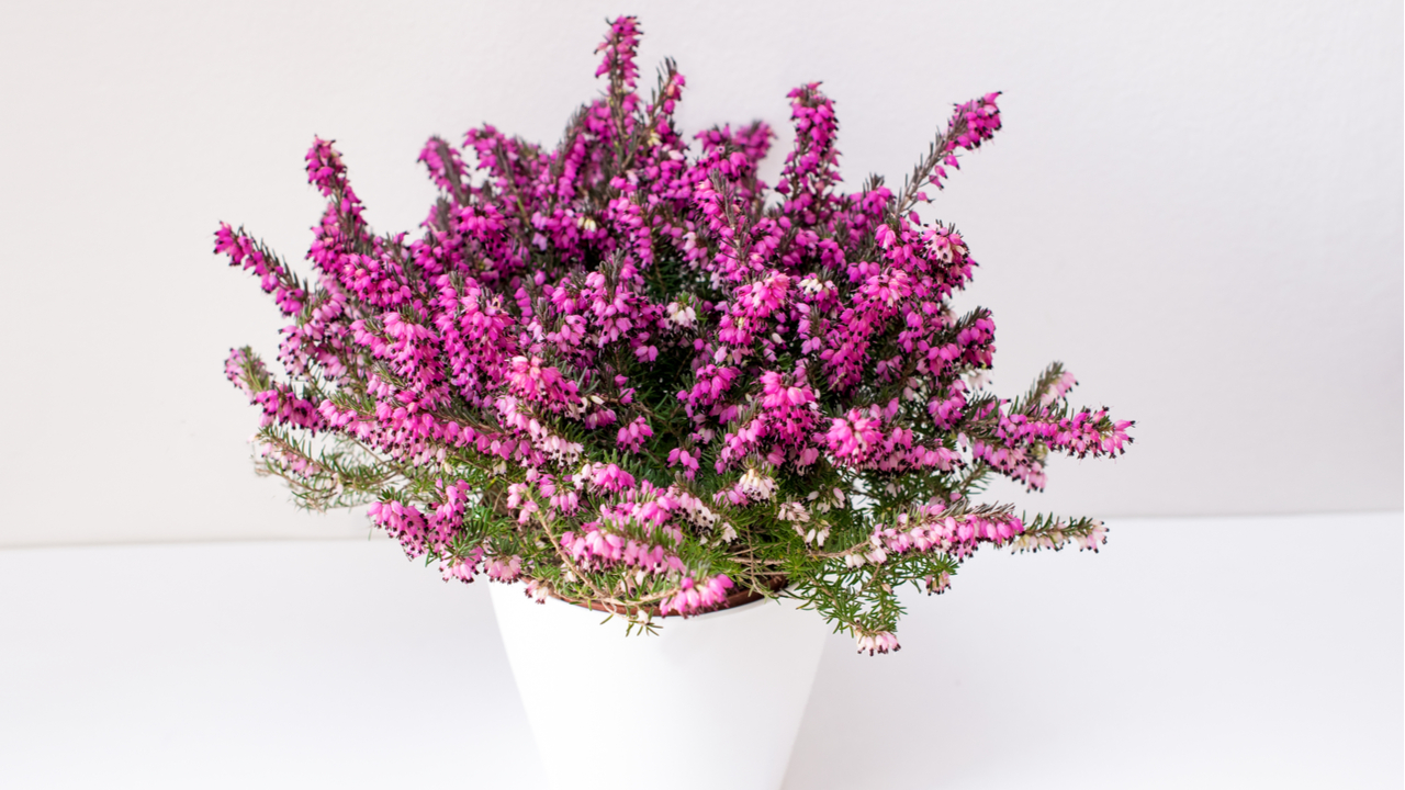 19 Herbstpflanzen & Winterpflanzen für den Blumenkasten