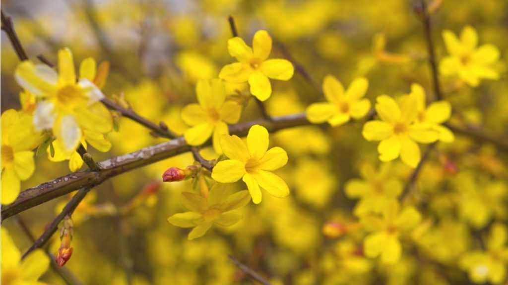 Nahaufnahme der Blüte der Winterjasmin