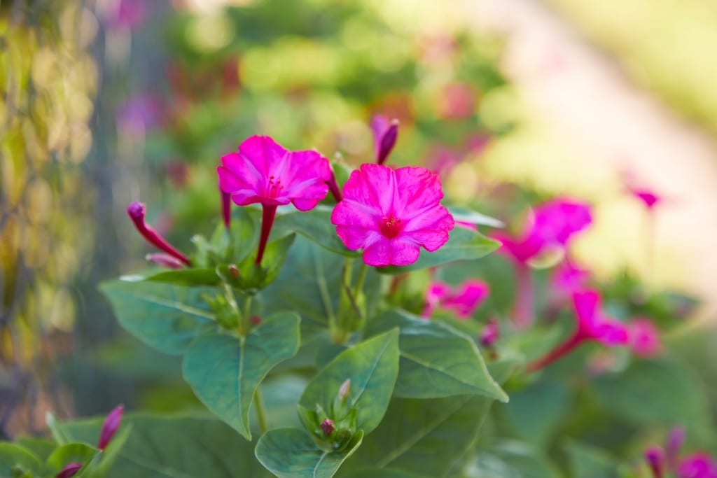 Wunderblume im Rosa