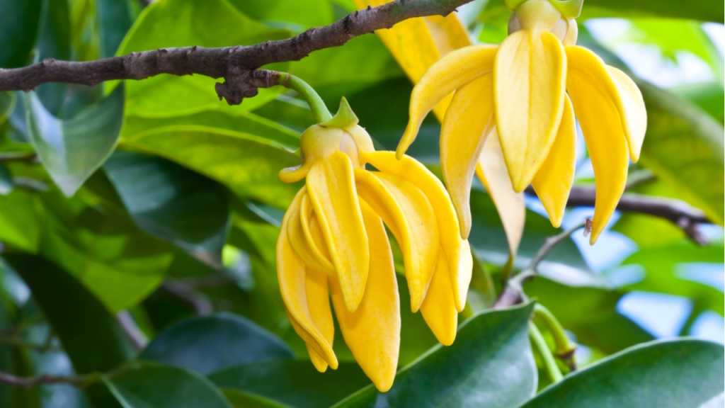 Ylang-ylang is one of the fast-growing indoor plants with an intoxicating scent.