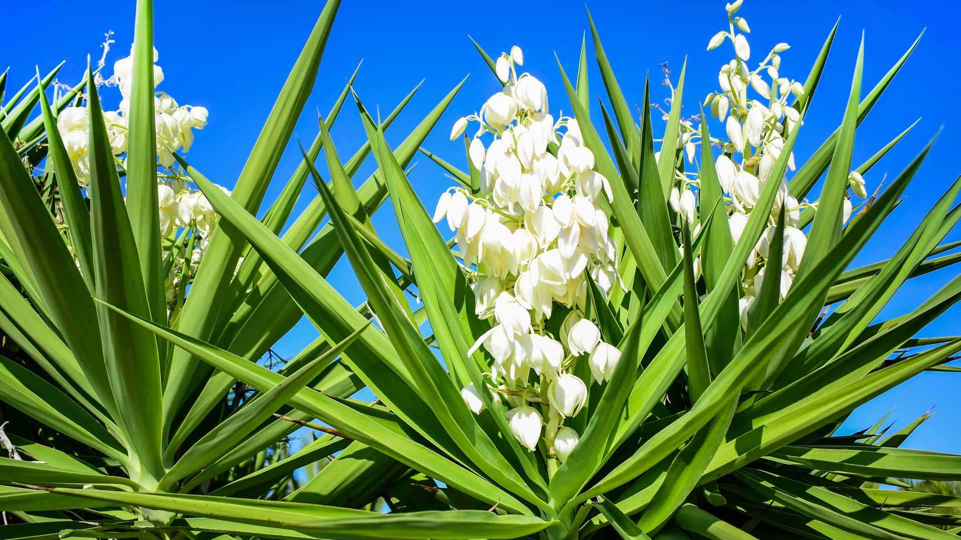 9 winterharte mediterrane Pflanzen für sommerliche Außenbereiche