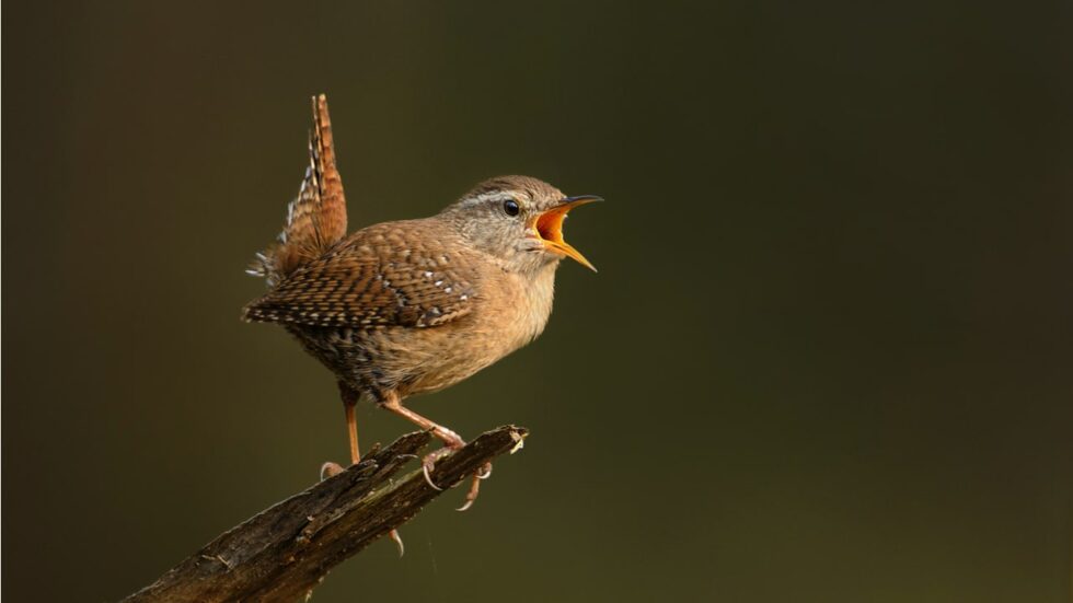30 heimische Vögel im Garten bestimmen und erkennen 🐦