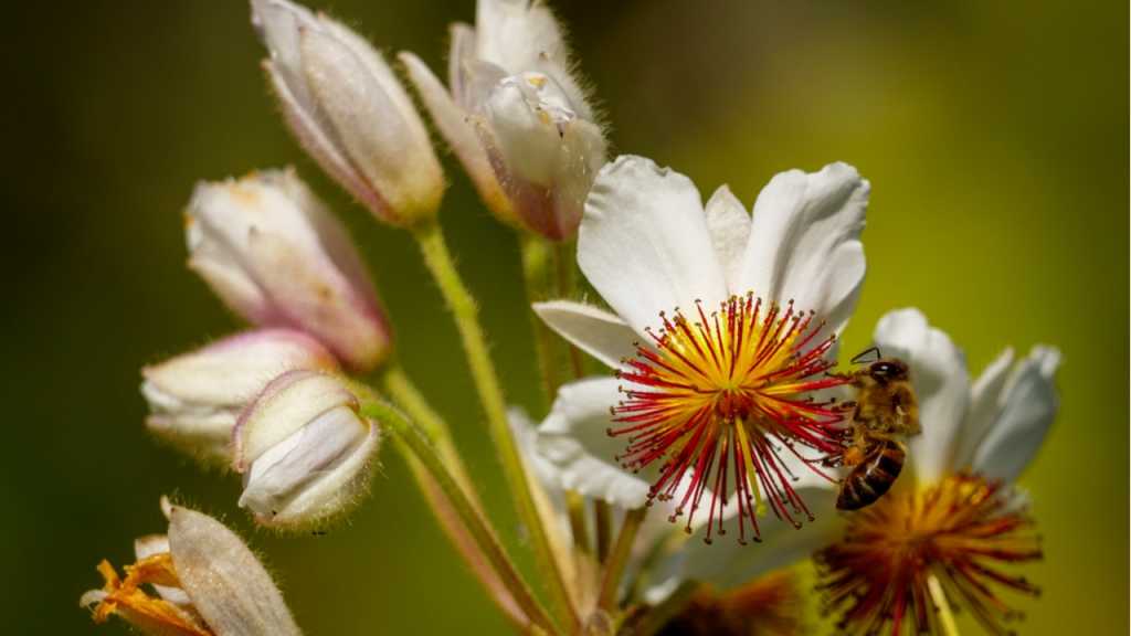 Zimmerlinde mit Biene in der Natur