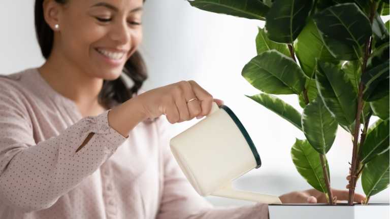 Zimmerpflanzen richtig gießen So geht's! Haus & Garten Profi