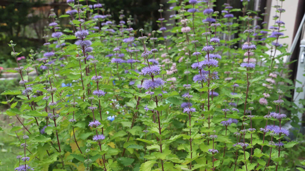 Blauviolette Blüten der Bartblume an aufrechten Trieben