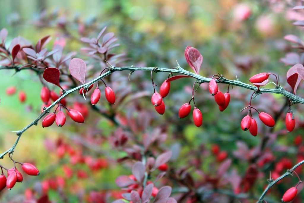 Die Beeren der Berberitze eignen sich zum Verzehr.