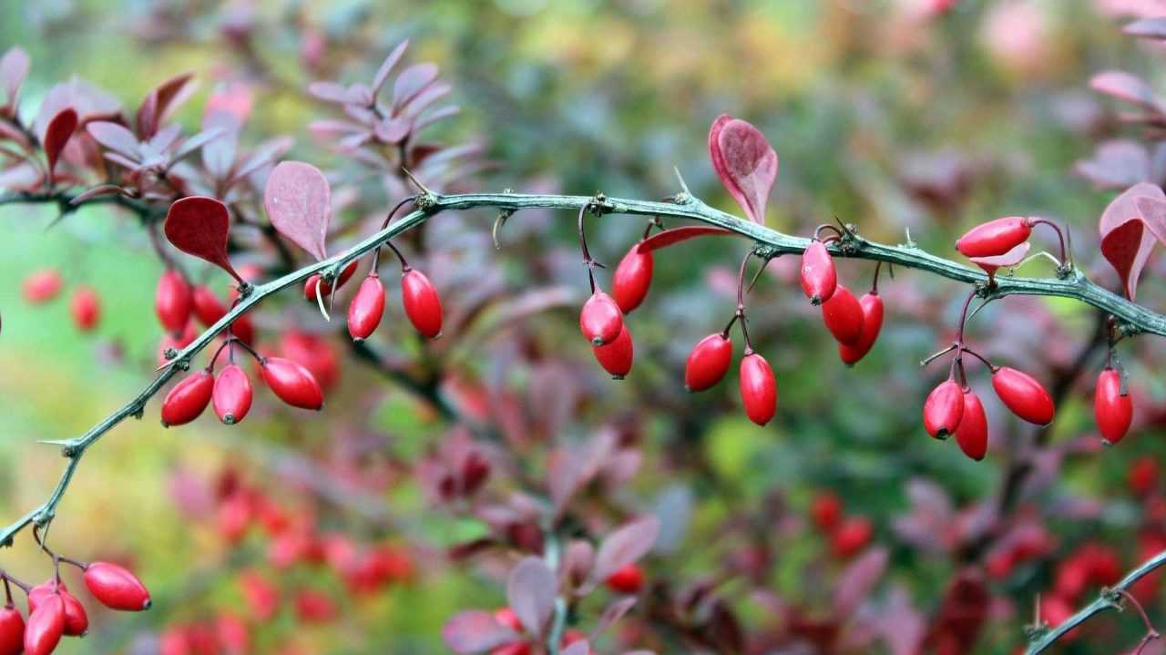 15 Sträucher für Schatten im Garten
