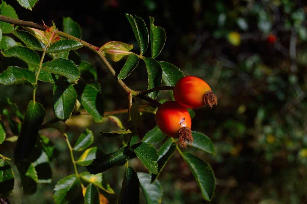 Bocksdorn ist auch als Goji-Beere bekannt und hat violette Blüten.