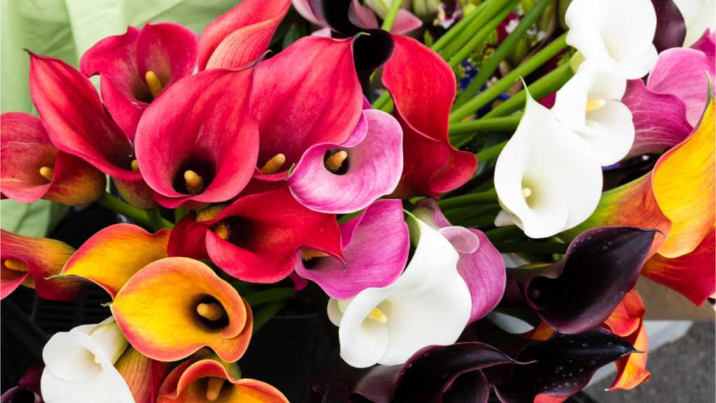 Calla Pflege Standort Dungen Umtopfen Und Mehr Haus Garten Profi