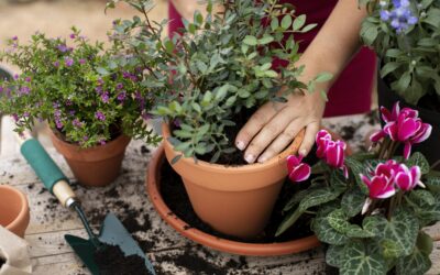 So wird aus einem kleinen Balkon eine grüne Oase 