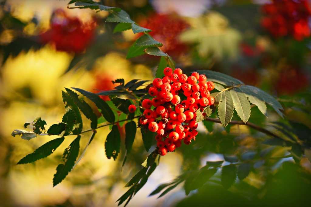 Die Früchte der Eberesche nur gekocht oder als Marmelade verzehren.