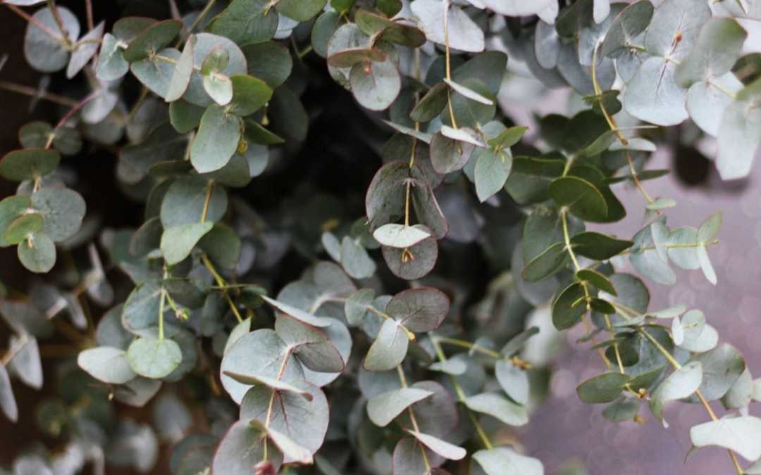 Eukalyptus Pflege – Standort, Gießen, Düngen, Umtopfen