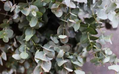 Eukalyptus Pflege – Standort, Gießen, Düngen, Umtopfen