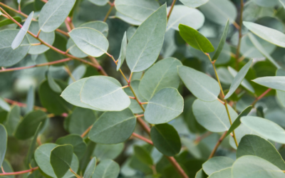 Eukalyptus Pflanze – kaufen, schneiden & überwintern