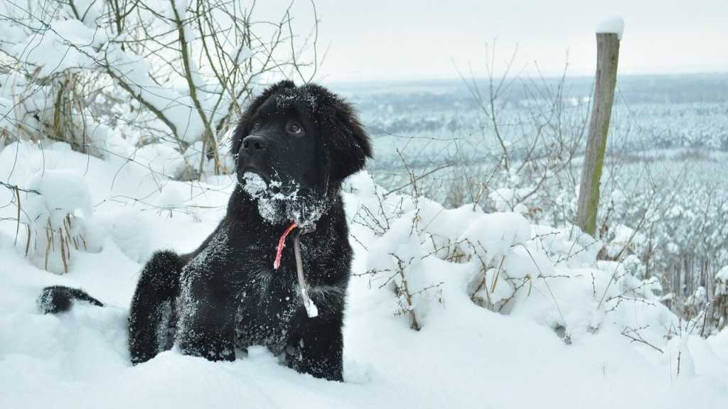 Der Neufundländer ist für Familien mit kleinen Kindern ideal. Der Hund ist nicht nur besonders vorsichtig, sondern hat auch das Bedürfnis seine Familie zu beschützen.