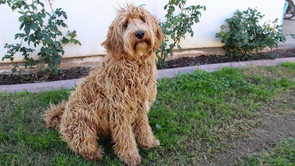 Auch wenn der Labradoodle keine eingetragene Hunderasse darstellt, handelt es sich bei ihm um einen perfekten Familienhund. Er bringt die besten Eigenschaften von zwei Hunderassen zusammen.