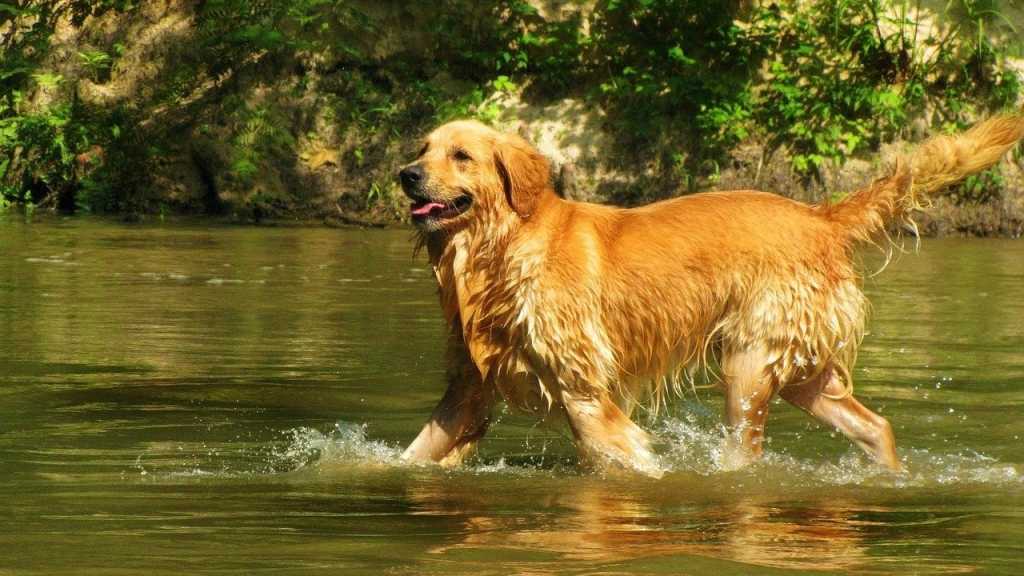 Bei Familien mit Kindern ist der Golden Retriever besonders beliebt. Er hat ein freundliches Wesen und verbringt sehr gerne Zeit mit seiner Familie.