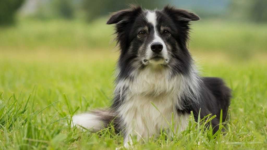 Ein Collie ist zwar nicht ganz einfach in der Erziehung, macht sich dennoch ideal als Familienhund. Er ist treu und sehr intelligent, sodass er sogar zum Therapiehund ausgebildet werden kann.
