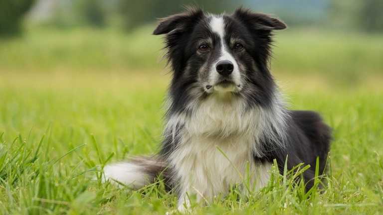 Familienfreundliche Hunderassen: 10 geeignete Hunde für deine Familie