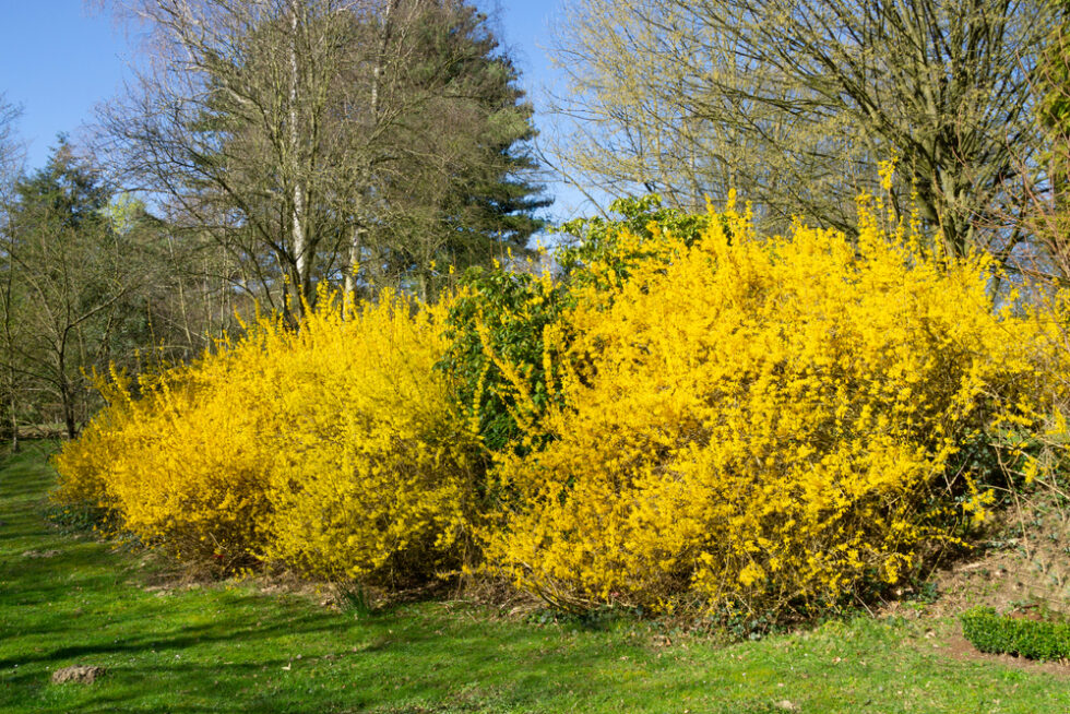 Gelb blühende Forsythiensträucher im Garten