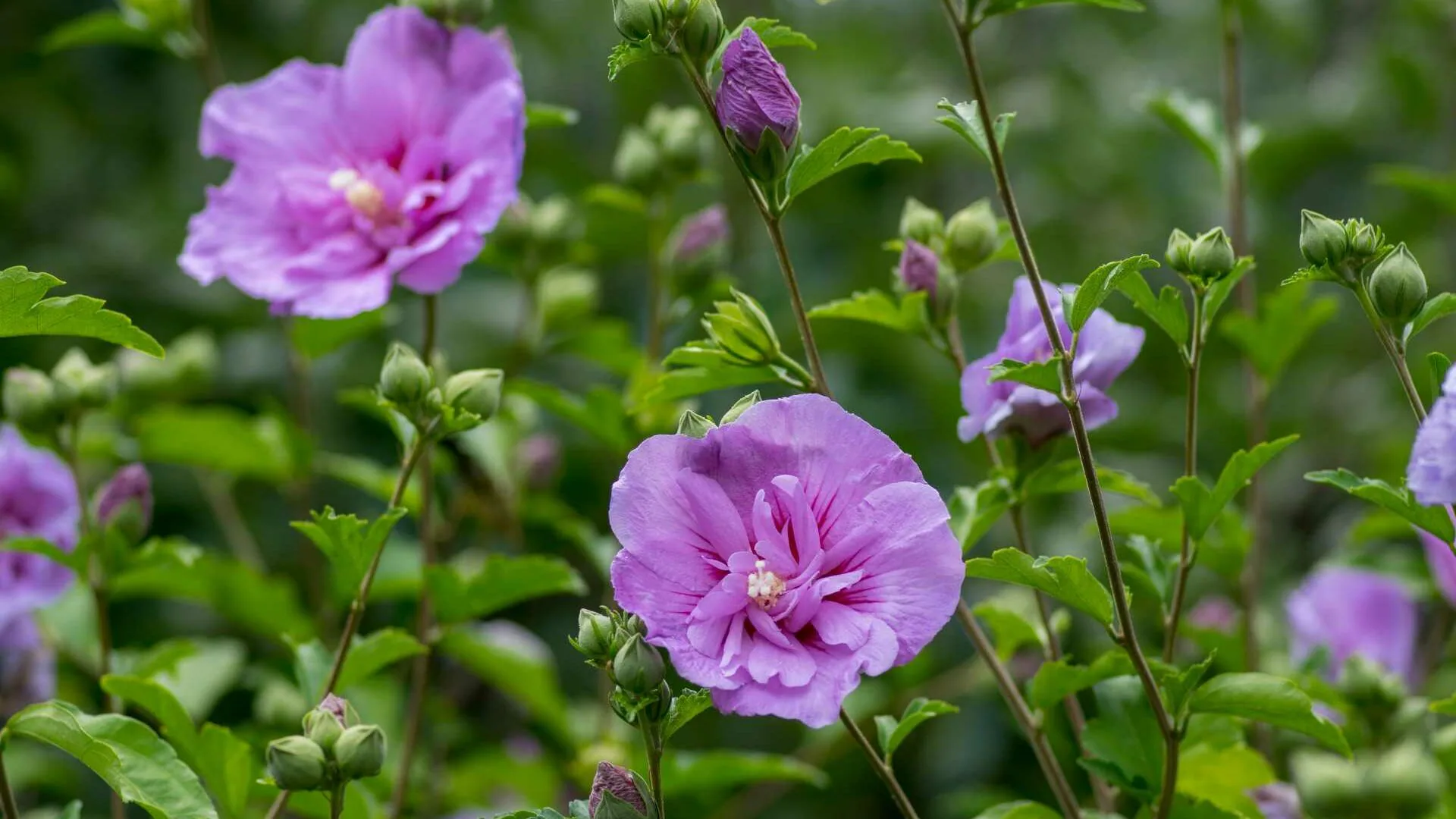 Violette Blüten und Knospen eines Gartenhibiskus