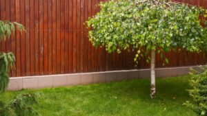 Birken pflanzen im Garten