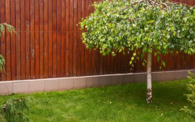 Birke pflanzen: Welche Art passt in den Garten und worauf musst du achten?