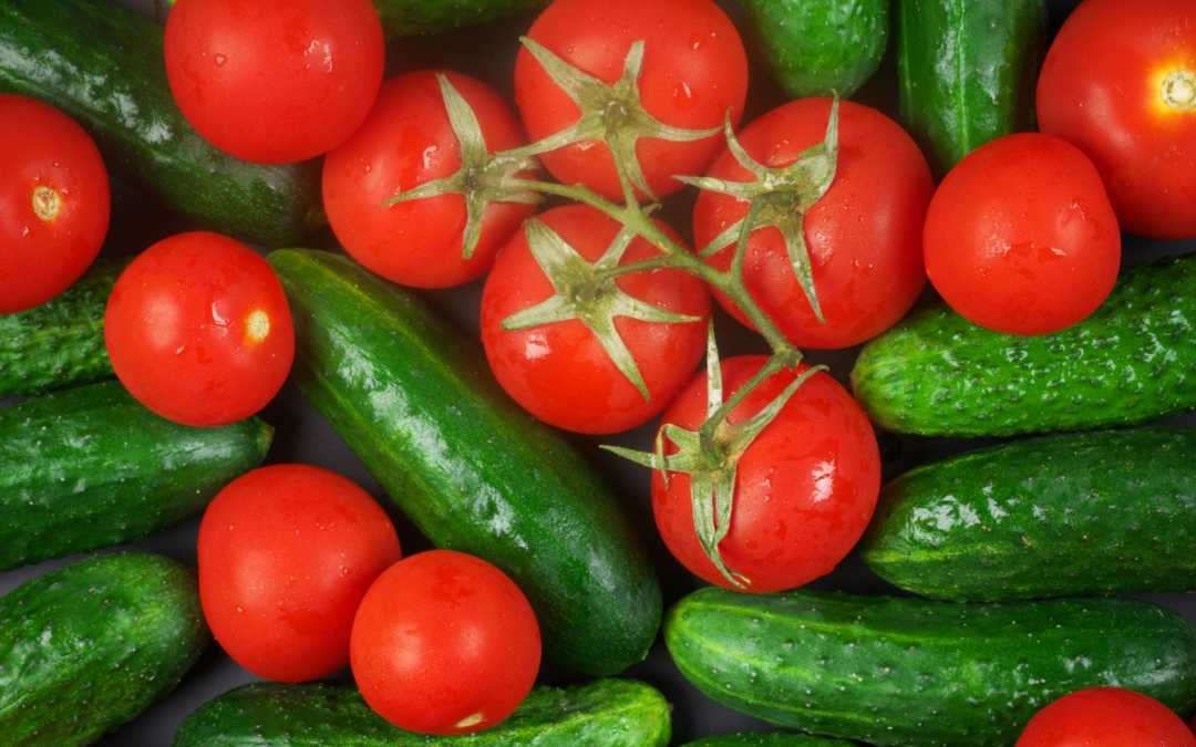 Gewächshaus bepflanzen mit Tomaten und Gurken – So geht’s