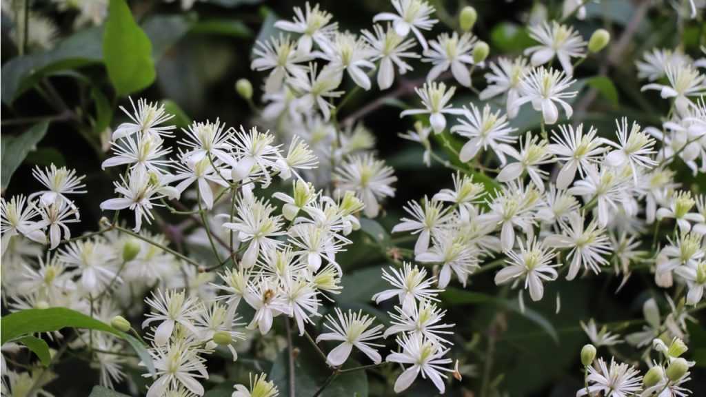 Blüten der Waldrebe