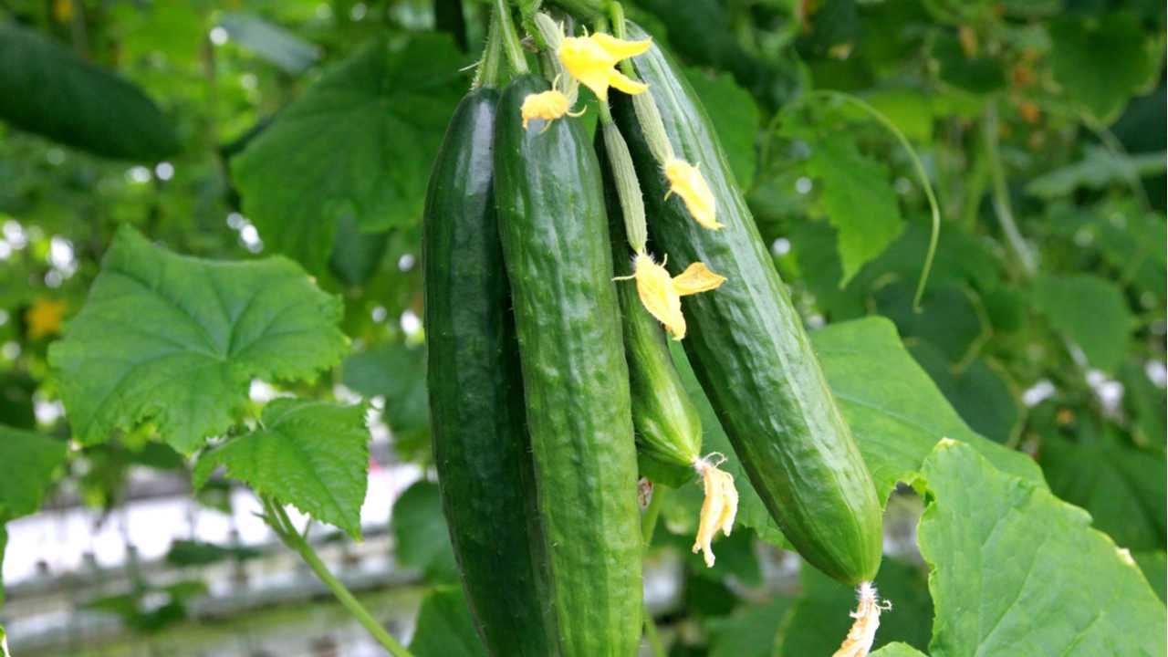 Gurkenkrankheiten im Gewächshaus Typische Krankheiten bekämpfen