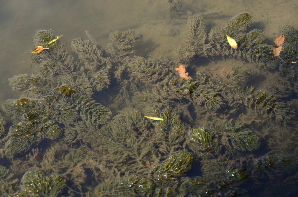 Feinfiedrige Triebe von Hornkraut (Ceratophyllum demersum) unter Wasser