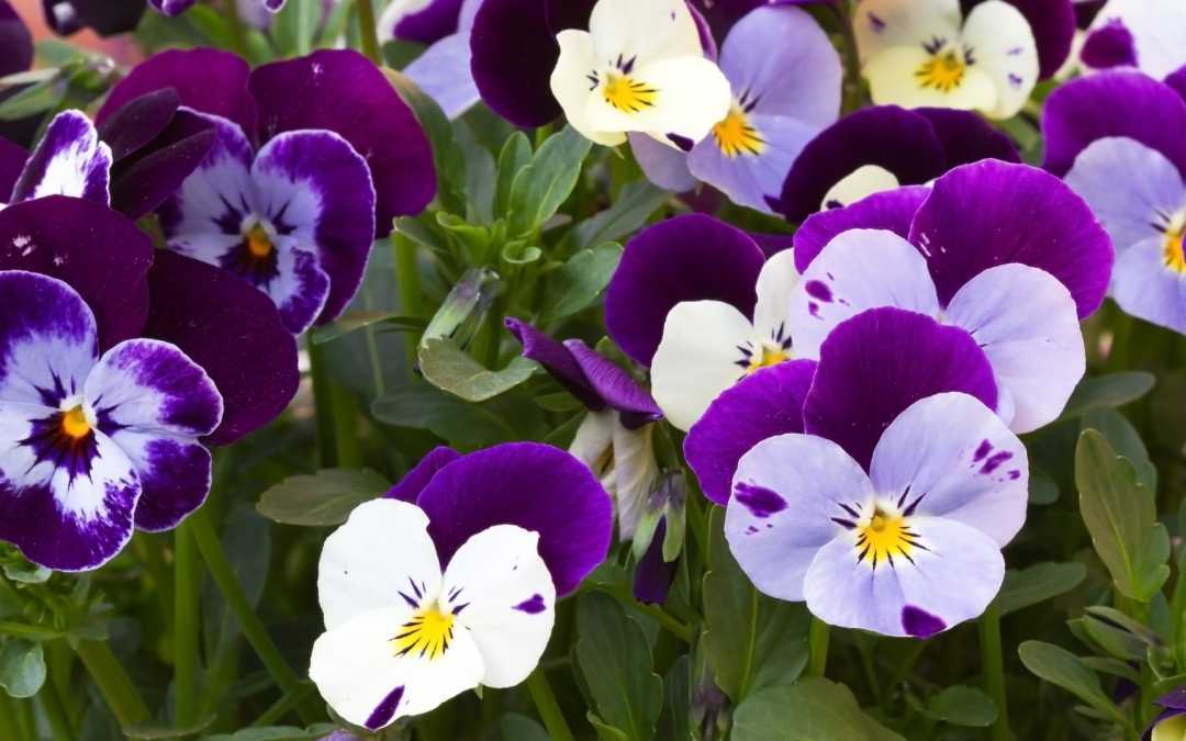 Hornveilchen Pflege – Viola cornuta richtig pflegen