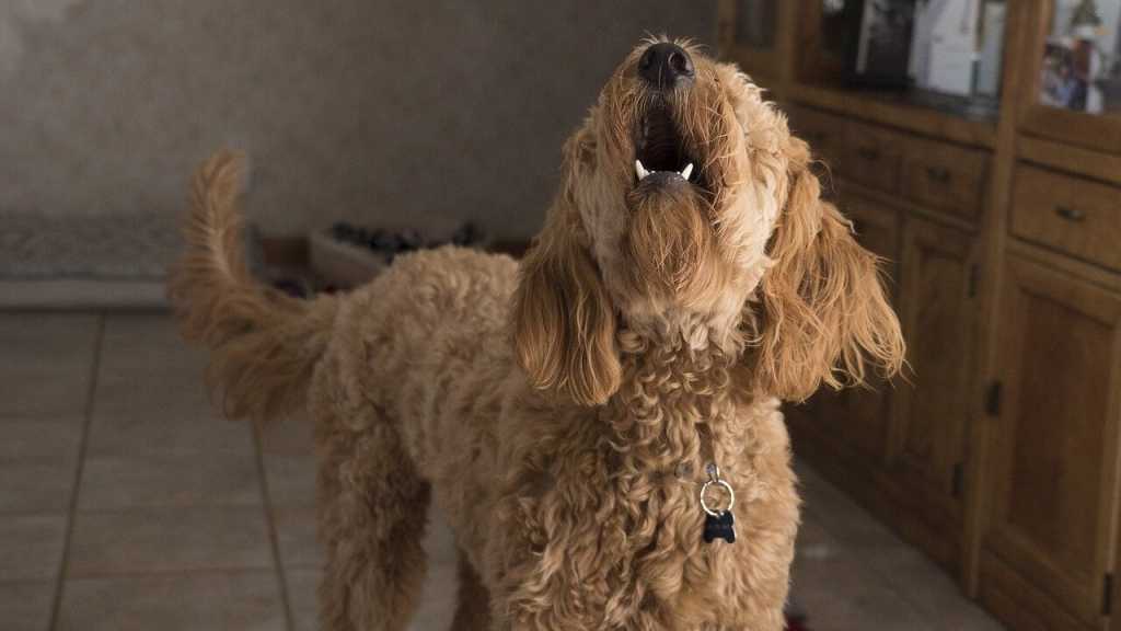 Das Kommando "Nein" soll ein Abbruchsignal für deinen Hund darstellen. Idealerweise versteht er nach dem Training, dass er dann etwas nicht oder nicht mehr tun soll.