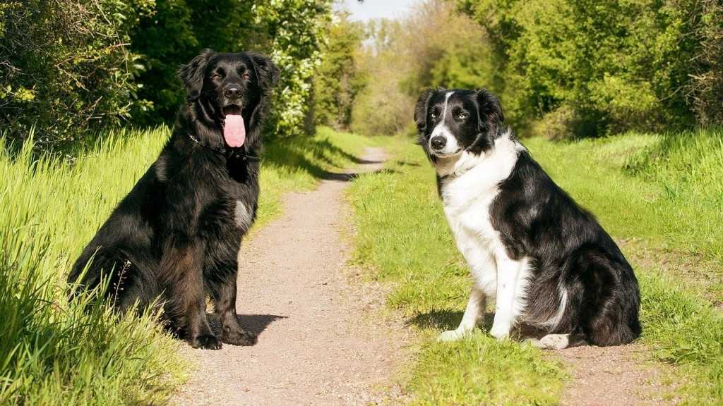 Hierbei handelt es sich um ein Kommando, welches sich in verschiedensten Situationen als nützlich erweist. Vor allem, wenn der Hund bei jedem Türklingeln aufspringt, kann dies helfen, den Hund zu beruhigen.