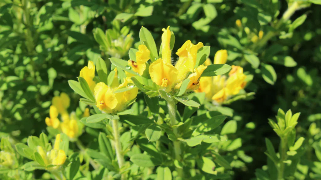 Gelbe Blüten eines Zwerg-Ginsters zwischen grünen Blättern