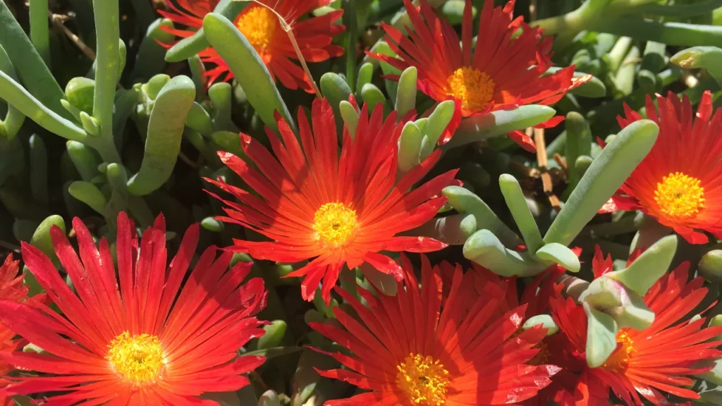 Rot blühende Mittagsblumen mit sukkulenten Blättern