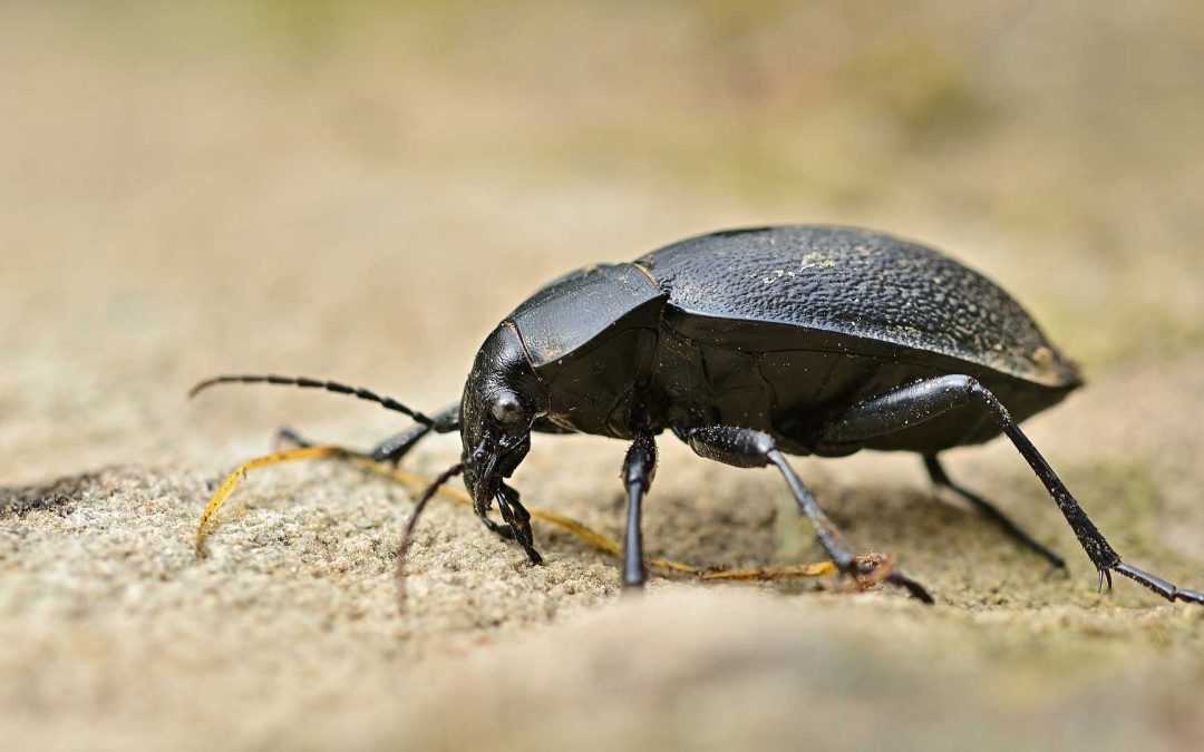 Käfer in der Wohnung – Käferarten und Bekämpfung