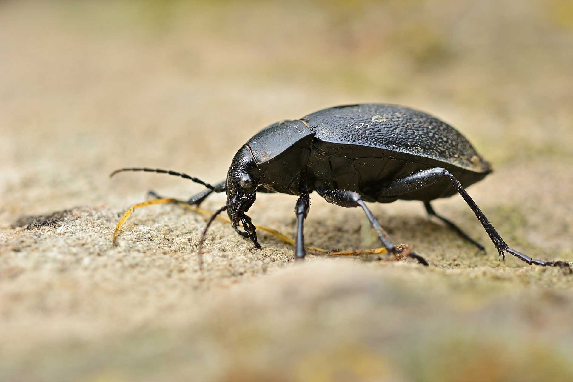 10 nützliche Insekten für Ihren Garten