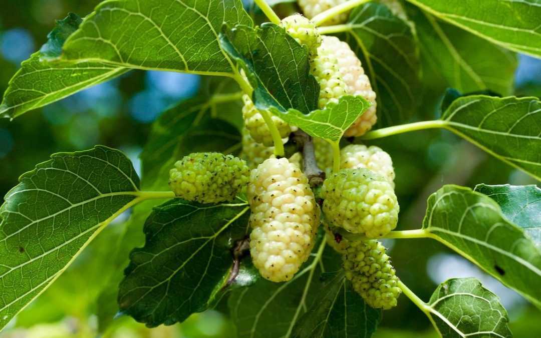 10 kleine Bäume für den Garten, die besonders dekorativ wirken