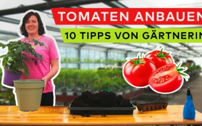 Tomaten pflanzen: Die 10 wichtigsten Pflegetipps für eine erfolgreiche Tomatenernte