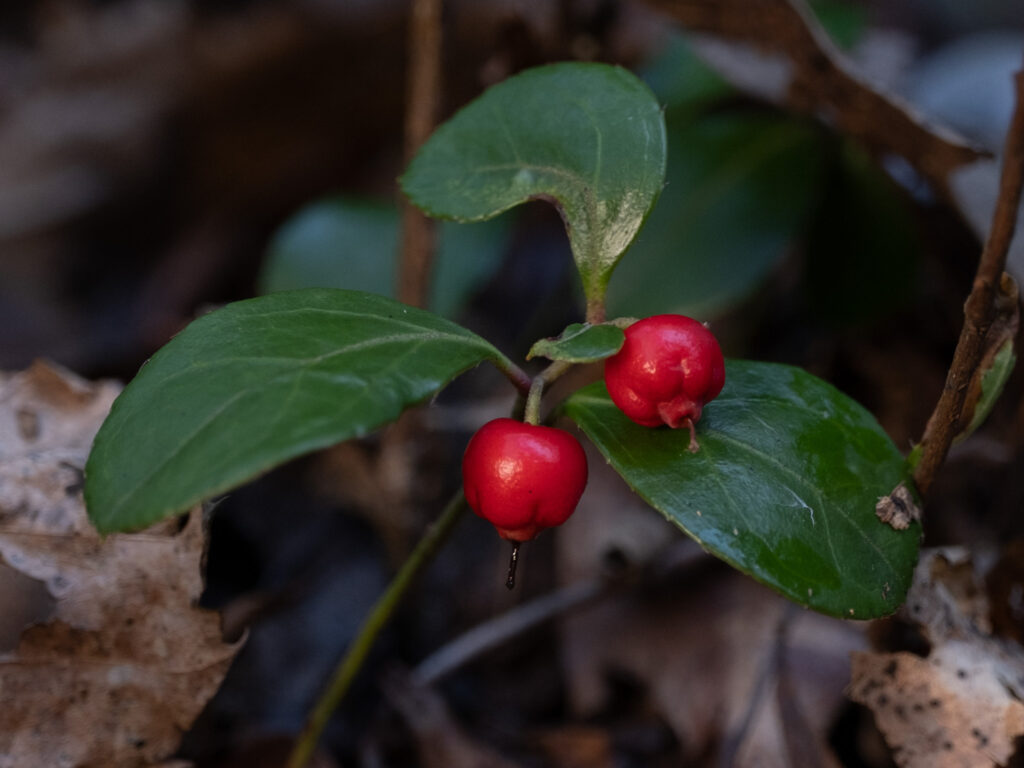 Niedere Scheinbeere (Gaultheria procumbens) mit roten Früchten und immergrünen Blättern