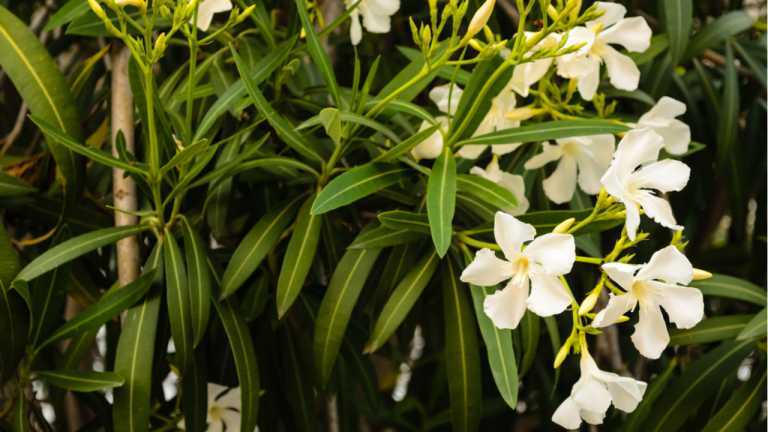 Oleander Blüten in pink und weiß