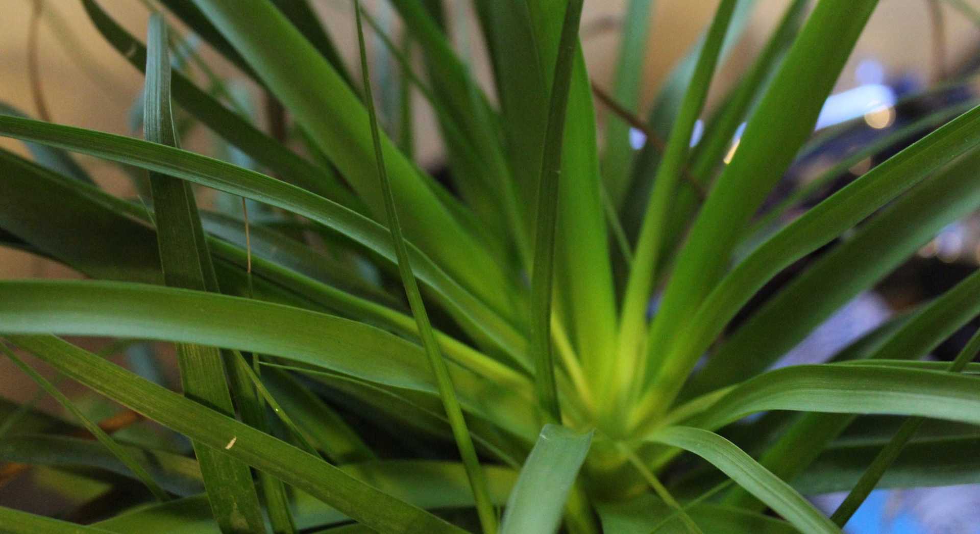 15 beliebte Zimmerpflanzen für Ihr Zuhause Haus & Garten Profi