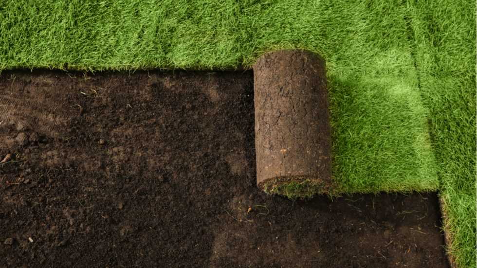 Rasen säen ohne Walze So können Sie dabei