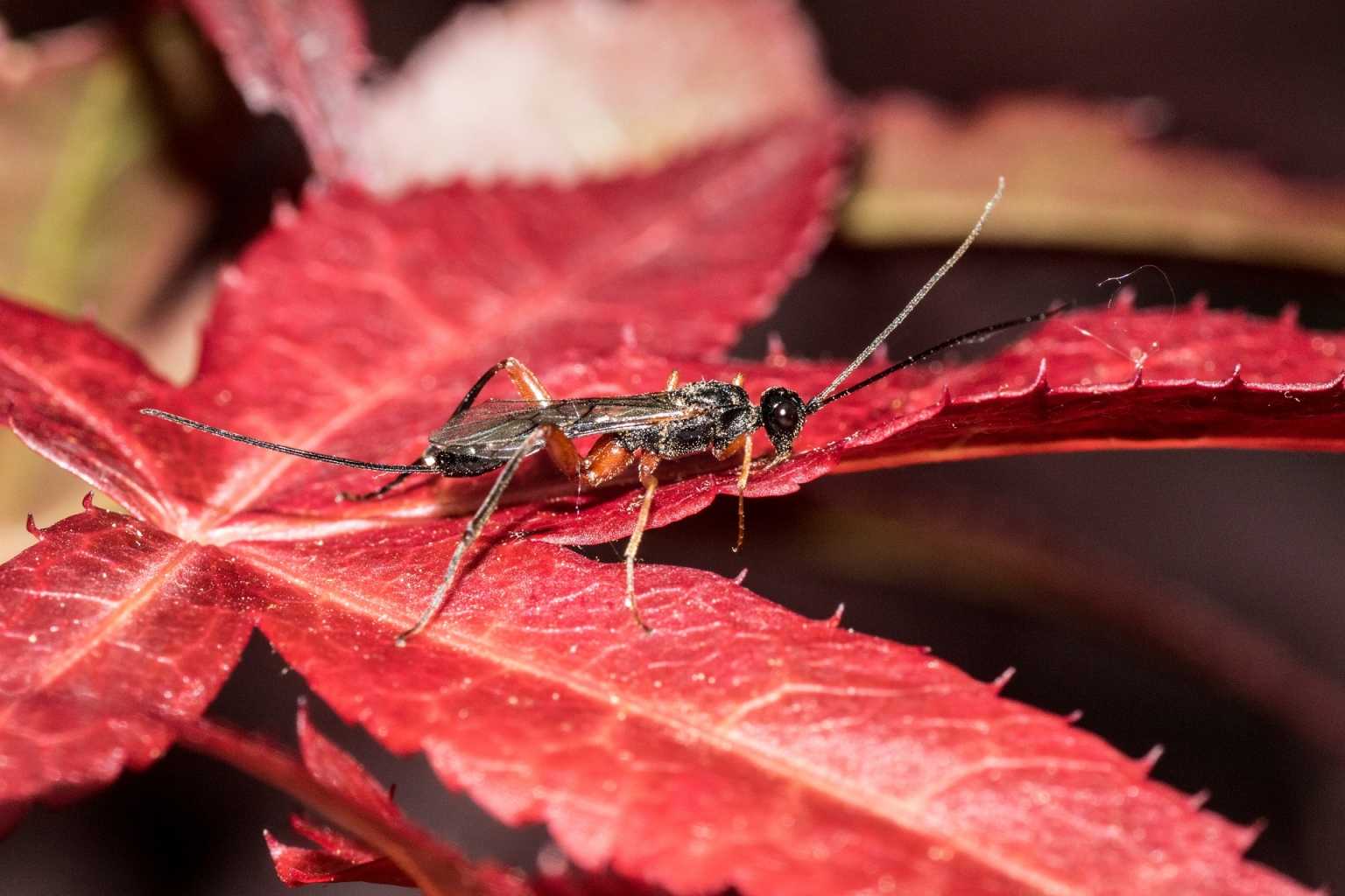 10 nützliche Insekten für Ihren Garten