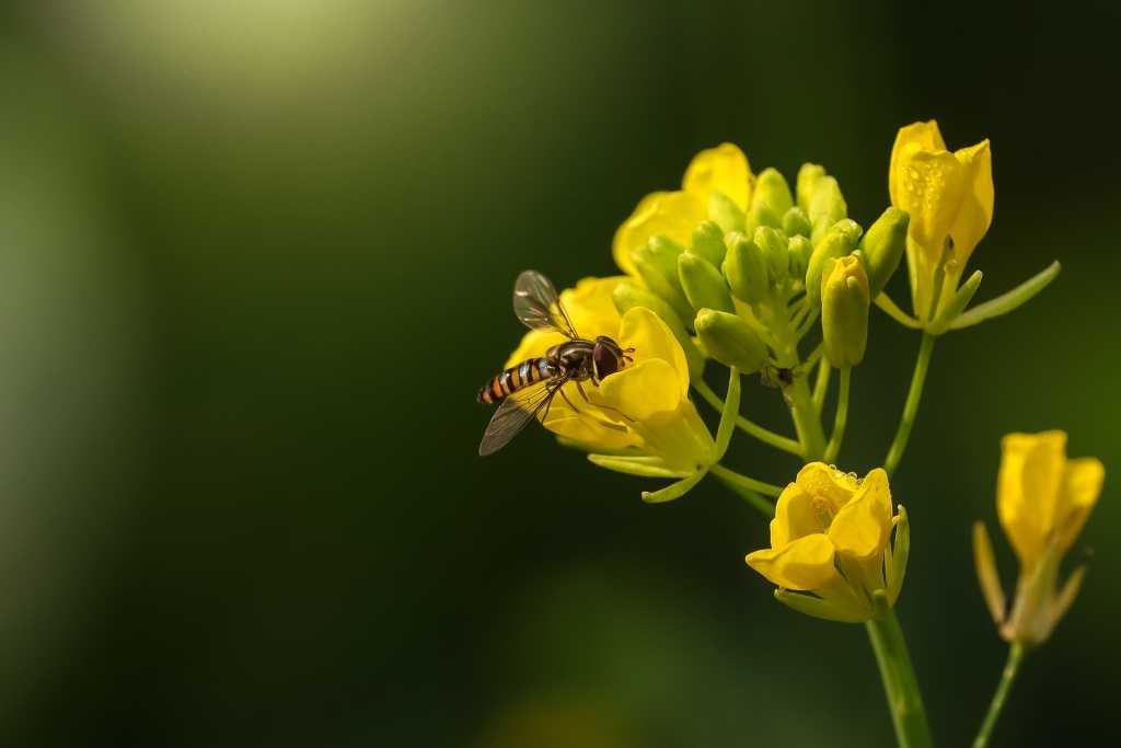 Schwebfliegen