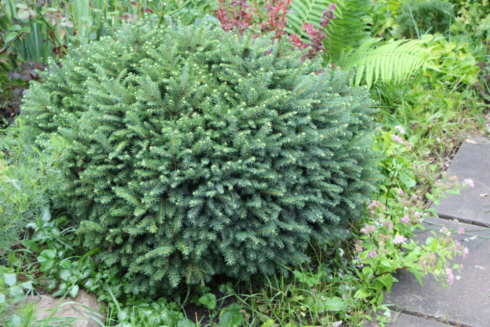 Kompakte Serbische Fichte am Rand eines Gartenwegs